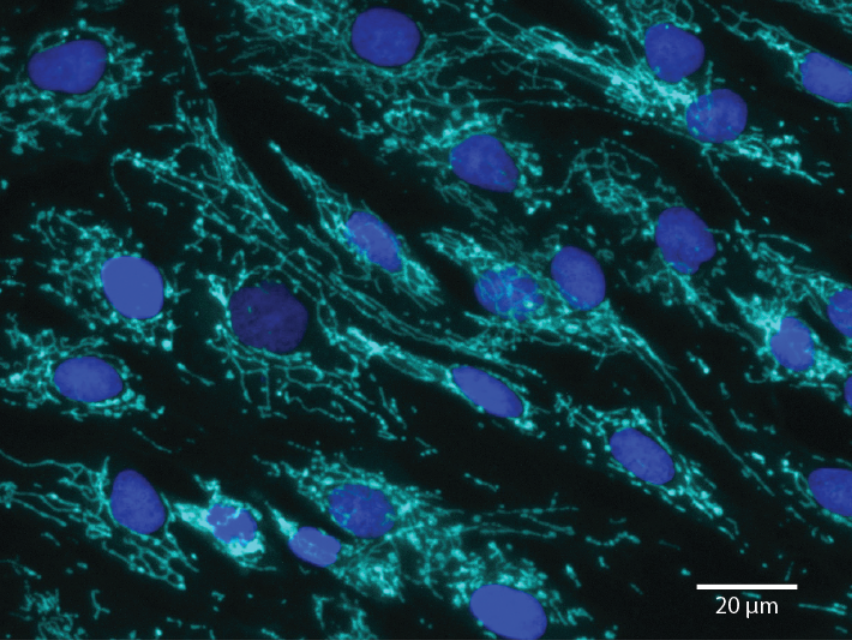 Fluorescent image of mitochondria and cell nuclei